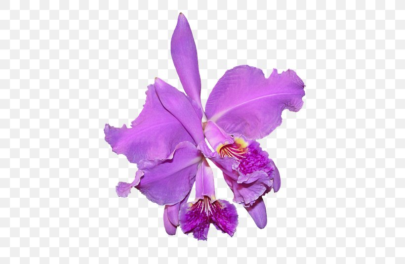 Crimson Cattleya Moth Orchids Flowering Plant, PNG, 640x534px, Crimson Cattleya, Cattleya, Cattleya Labiata, Cattleya Orchids, Flower Download Free