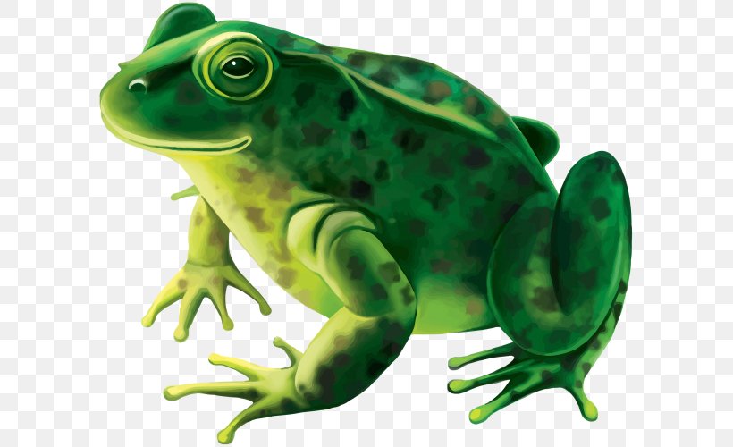 Frog Stock Photography Royalty-free, PNG, 600x500px, Frog, Amphibian, Bullfrog, Hairy Frog, Leopard Frog Download Free