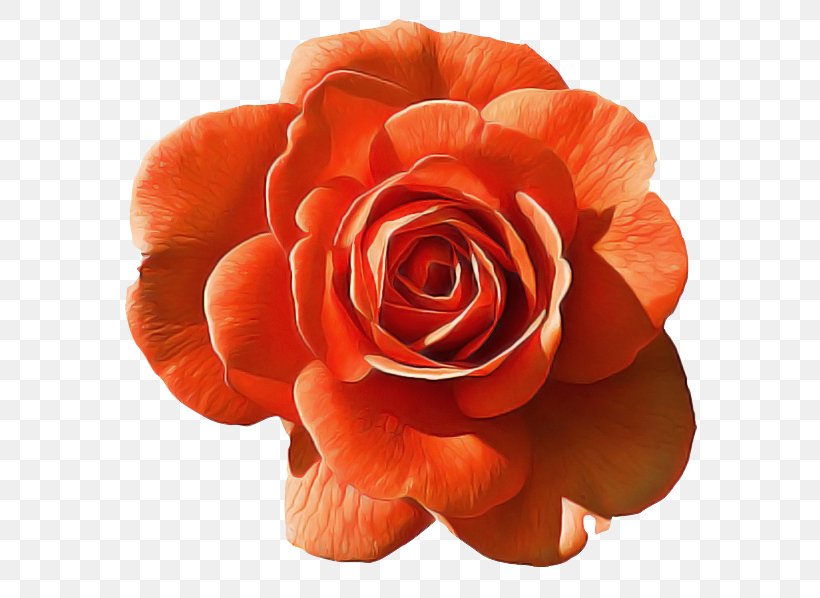 Garden Roses, PNG, 600x598px, Orange, Floribunda, Flower, Garden Roses, Hybrid Tea Rose Download Free