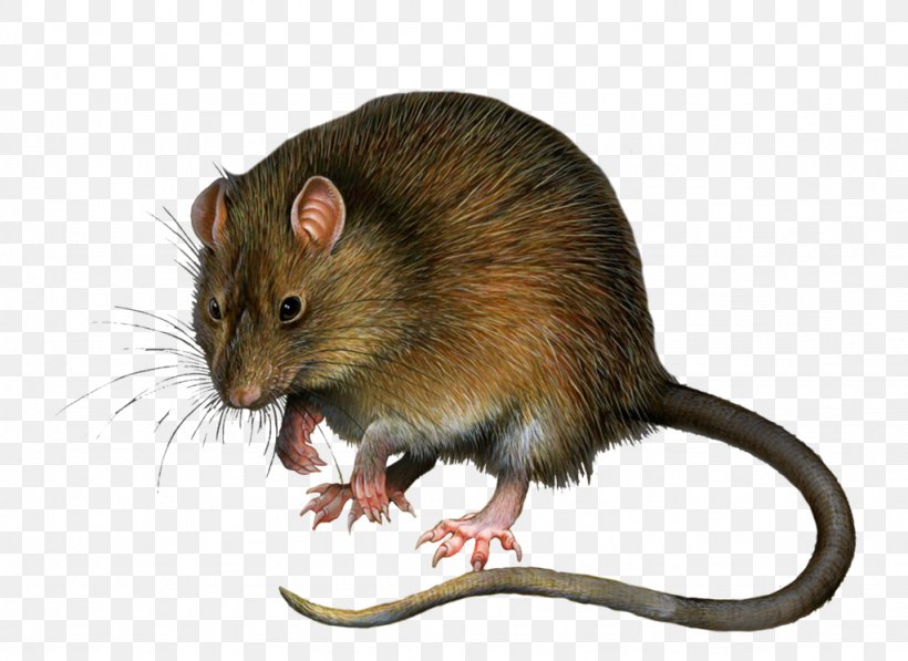 Rat Mouse Rodent Tissue, PNG, 1024x746px, Ames Test, Ames Strain, Ayurveda, Carcinogen, Carcinogenesis Download Free