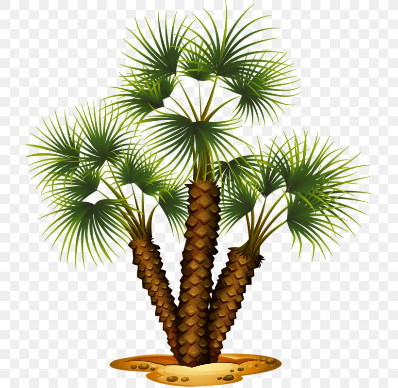 Tree Royalty-free Stock Photography Illustration, PNG, 715x800px, Tree, Arecales, Borassus Flabellifer, Coconut, Date Palm Download Free