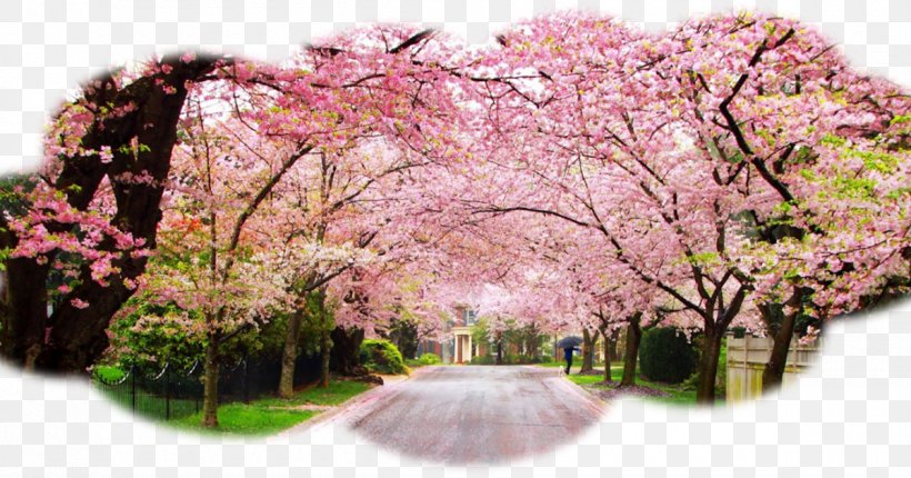 International Cherry Blossom Festival Cherries, PNG, 1200x630px, National Cherry Blossom Festival, Blossom, Cerasus, Cherries, Cherry Blossom Download Free