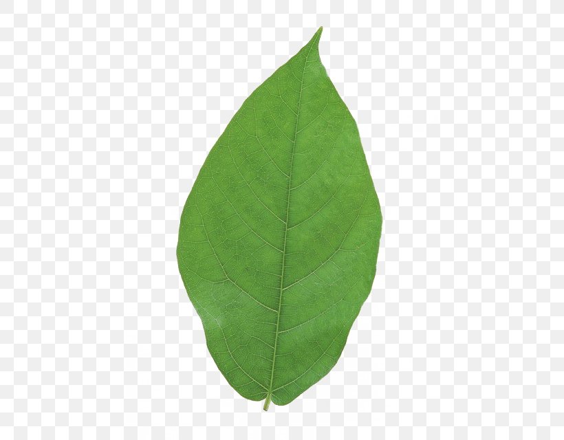 Leaf, PNG, 454x640px, Leaf, Green, Plant Download Free