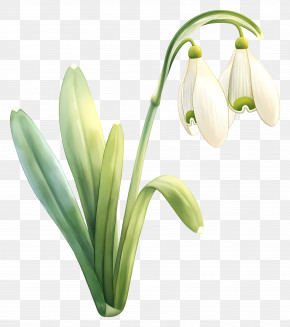 Snowdrop Flower - Elegant White Snowdrop Flowers In Bloom PNG