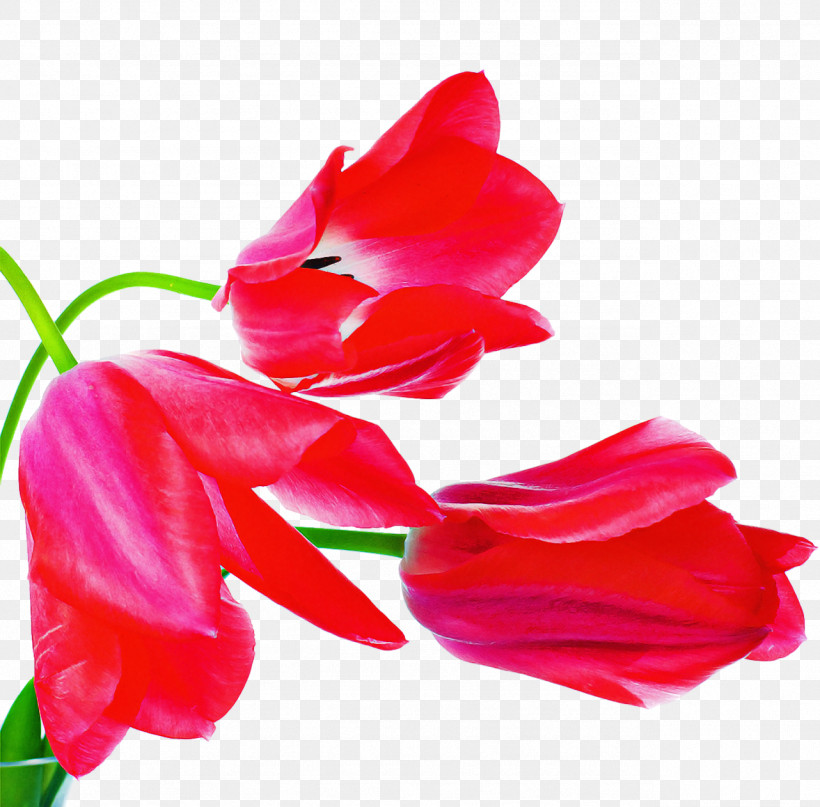Tulip Plant Stem Cut Flowers Gladiolus Herbaceous Plant, PNG, 1282x1262px, Tulip, Biology, Closeup, Cut Flowers, Flower Download Free