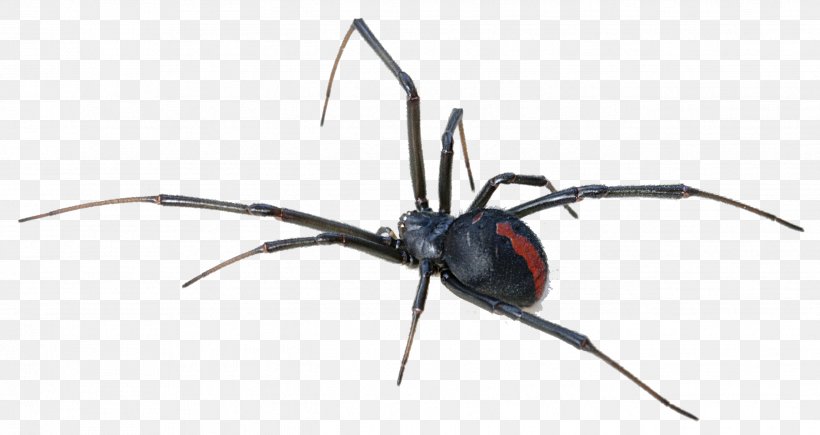 Australia Redback Spider Spider Bite Venom, PNG, 2646x1404px, Australia, Animal Bite, Antivenom, Arthropod, Insect Download Free