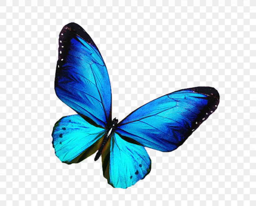 Butterfly Stock Photography Blue Illustration, PNG, 1434x1152px, Butterfly, Blue, Blue Butterfly, Brush Footed Butterfly, Color Download Free