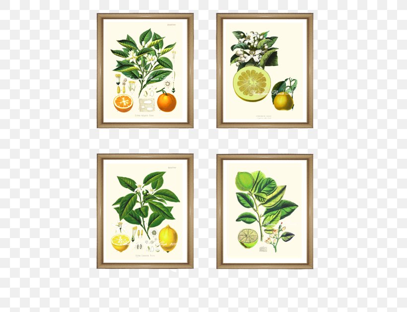 Paper Lemon Orange Lime Printing, PNG, 500x629px, Paper, Art, Bitter Orange, Botany, Branch Download Free