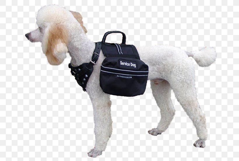 Poodle Puppy Dog Breed Service Dog Working Dog, PNG, 690x552px, Poodle, Assistance Dog, Breed, Companion Dog, Dog Download Free