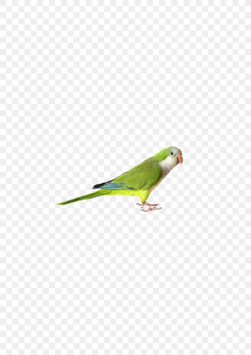 Budgerigar Parrot Bird Cockatiel Finch, PNG, 2480x3508px, Budgerigar, Beak, Bird, Cage, Cockatiel Download Free