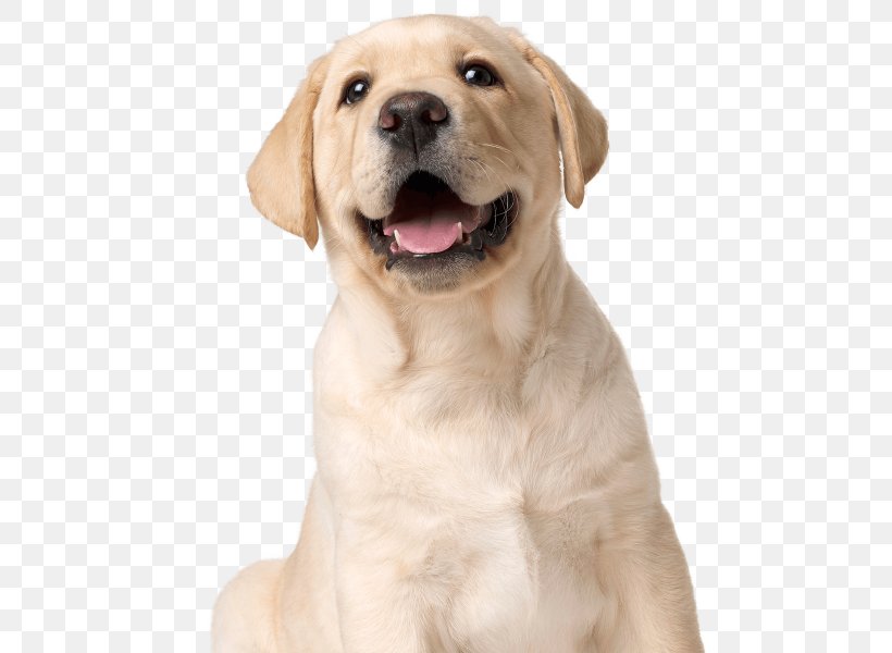 Labrador Retriever Golden Retriever Puppy Dog Breed Companion Dog, PNG, 600x600px, Labrador Retriever, Breed, Carnivoran, Companion Dog, Dog Download Free