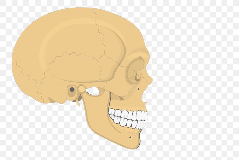 Skull Human Skeleton Axial Skeleton Anatomy Zygomatic Bone, PNG, 745x550px, Skull, Anatomy, Appendicular Skeleton, Axial Skeleton, Bone Download Free