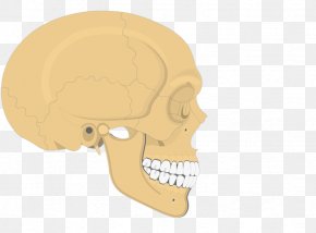 Skull - Skull Human Skeleton Axial Skeleton Anatomy Zygomatic Bone PNG