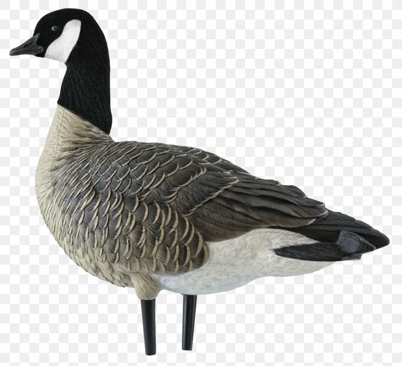 Canada Goose Duck Decoy, PNG, 1620x1476px, Goose, Anatidae, Anseriformes, Beak, Bird Download Free