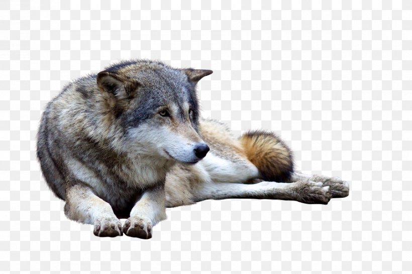 Saarloos Wolfdog Coyote Deer Animal Canidae, PNG, 900x600px, Saarloos Wolfdog, Animal, Canidae, Carnivoran, Coyote Download Free