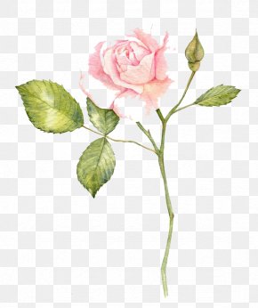 Watercolor Flowers - Watercolour Flowers Garden Roses Watercolor Painting PNG