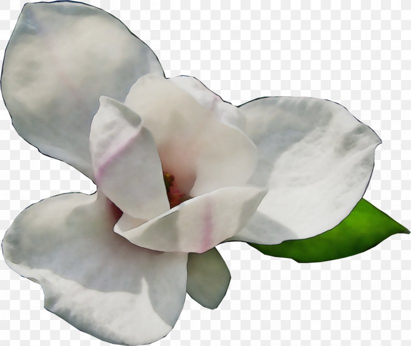 White Petal Flower Pink Plant, PNG, 1200x1014px, Watercolor, Cut Flowers, Flower, Magnolia, Magnolia Family Download Free