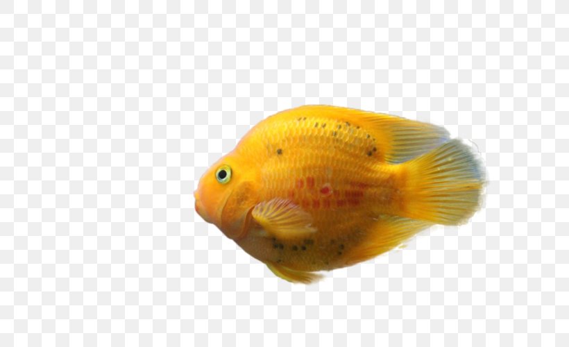 Goldfish Feeder Fish Painting, PNG, 800x500px, 2017, Goldfish, Advertising, Bony Fish, Fauna Download Free