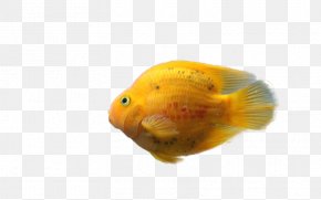 Fish - Goldfish Feeder Fish Painting PNG