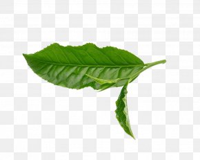 Leaves - Green Tea Leaf White PNG