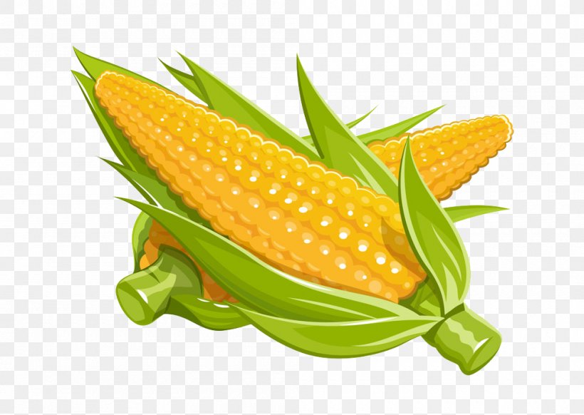 Maize Euclidean Vector Illustration, PNG, 1000x710px, Maize, Caryopsis, Commodity, Corn On The Cob, Drawing Download Free