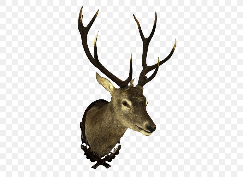 Virtual Reality Reindeer 3D Computer Graphics 3D Modeling 3D Scanner, PNG, 800x600px, 3d Computer Graphics, 3d Modeling, 3d Scanner, Virtual Reality, Antler Download Free