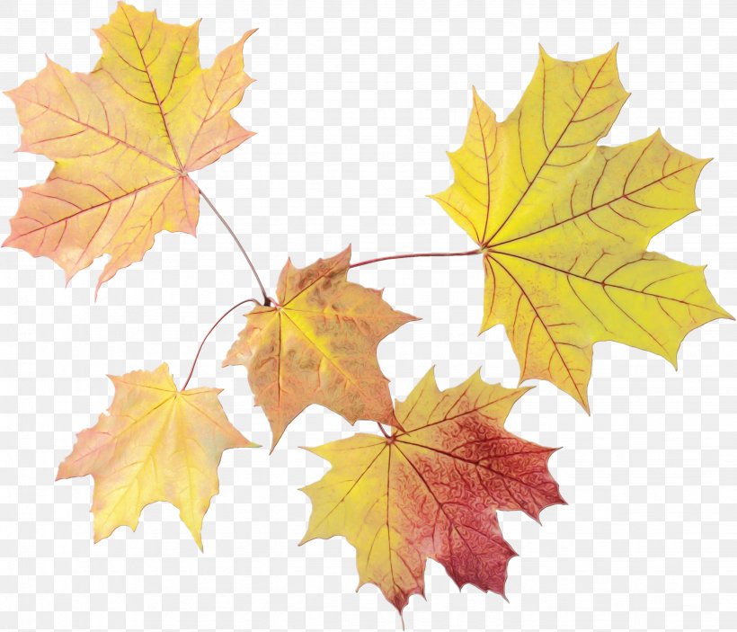 Autumn Leaves Background, PNG, 2657x2281px, Maple Leaf, Autumn, Black Maple, Branch, Common Grape Vine Download Free