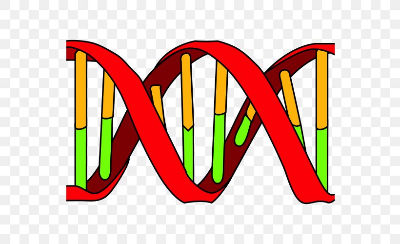 DNA Replication DNA Polymerase Nucleic Acid Double Helix, PNG, 557x500px, Dna Replication, Area, Cell, Dna, Dna Polymerase Download Free