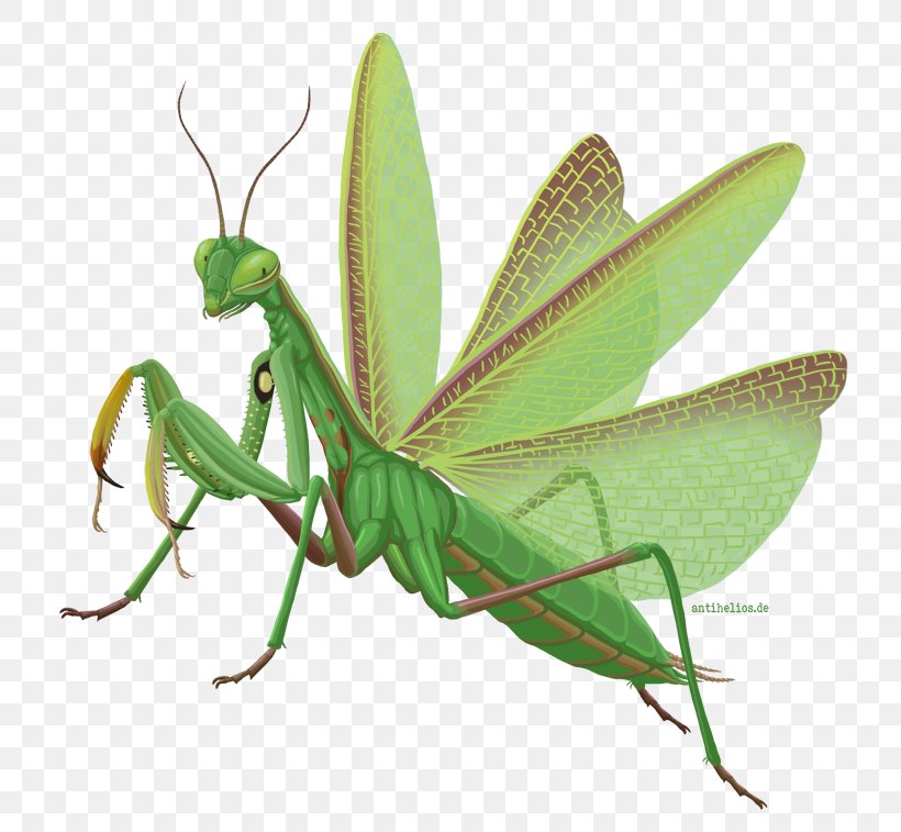 European Mantis Insect Infographic Locust, PNG, 814x757px, Mantis, Animal, Arthropod, European Mantis, Game Download Free