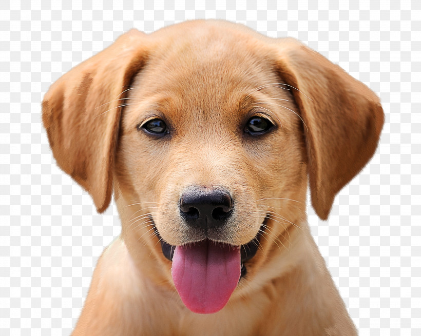 Labrador Retriever Cat Puppy Golden Retriever Dog Grooming, PNG, 2863x2290px, Labrador Retriever, Cat, Dog, Dog Grooming, Dog Health Download Free