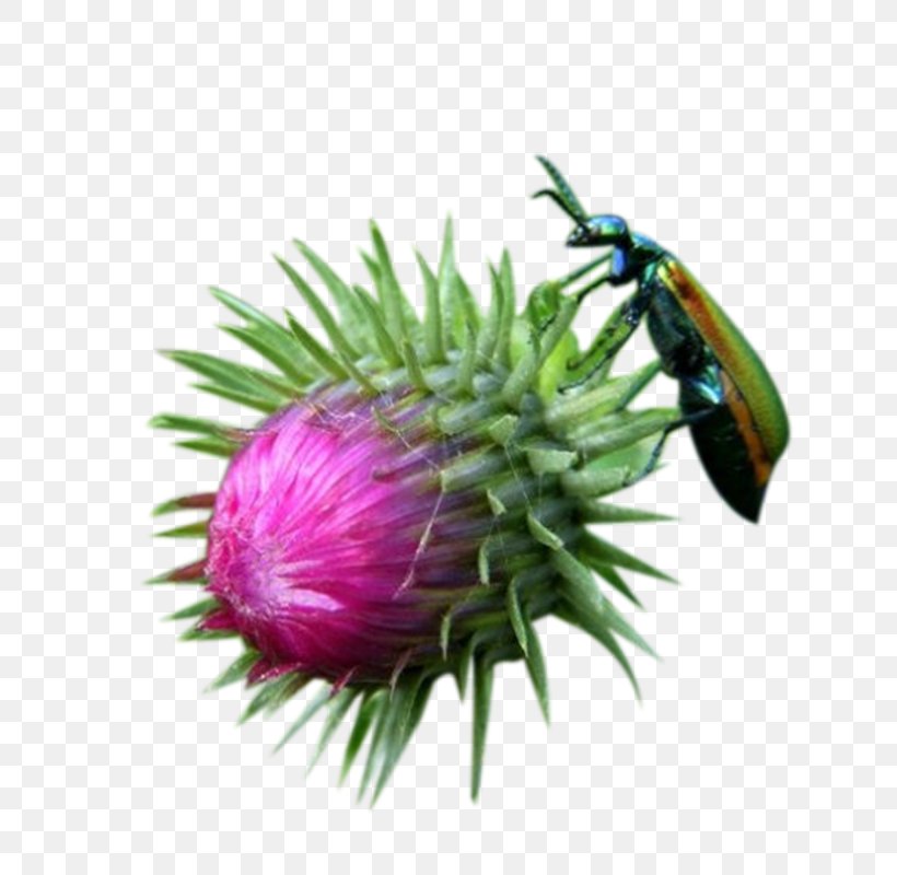 Milk Thistle Insect, PNG, 800x800px, Milk, Bud, Flower, Fruit, Insect Download Free