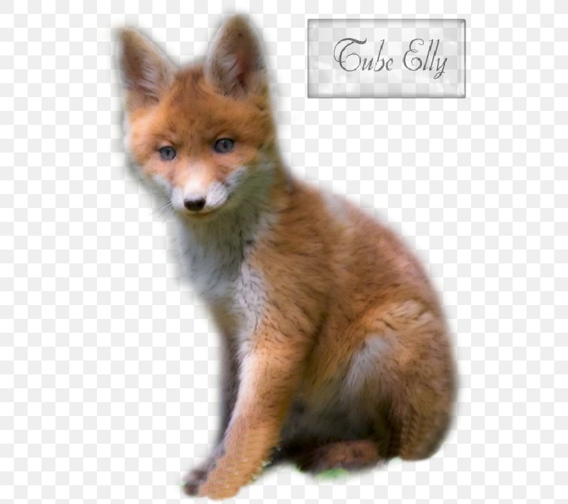 Tiger Dhole Kit Fox Multi, PNG, 537x727px, Tiger, Aunt, Dhole, Dog, Dog Breed Download Free