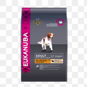 Puppy - Puppy Newfoundland Dog Eukanuba Dog Food Dog Breed PNG
