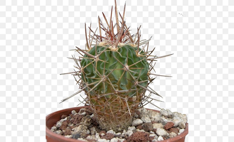 San Pedro Cactus Triangle Cactus Prickly Pear Flowerpot Cactaceae, PNG, 500x500px, San Pedro Cactus, Acanthocereus, Acanthocereus Tetragonus, Cactaceae, Cactus Download Free
