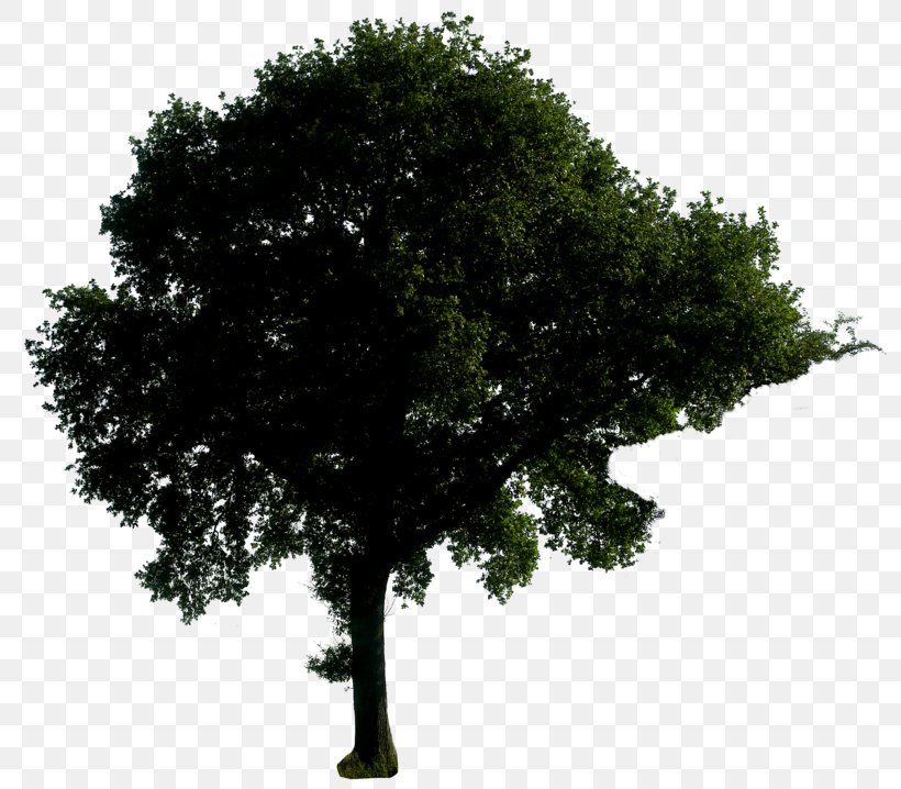 Tree Oak, PNG, 800x718px, Tree, Branch, Computer Software, Deviantart, Evergreen Download Free