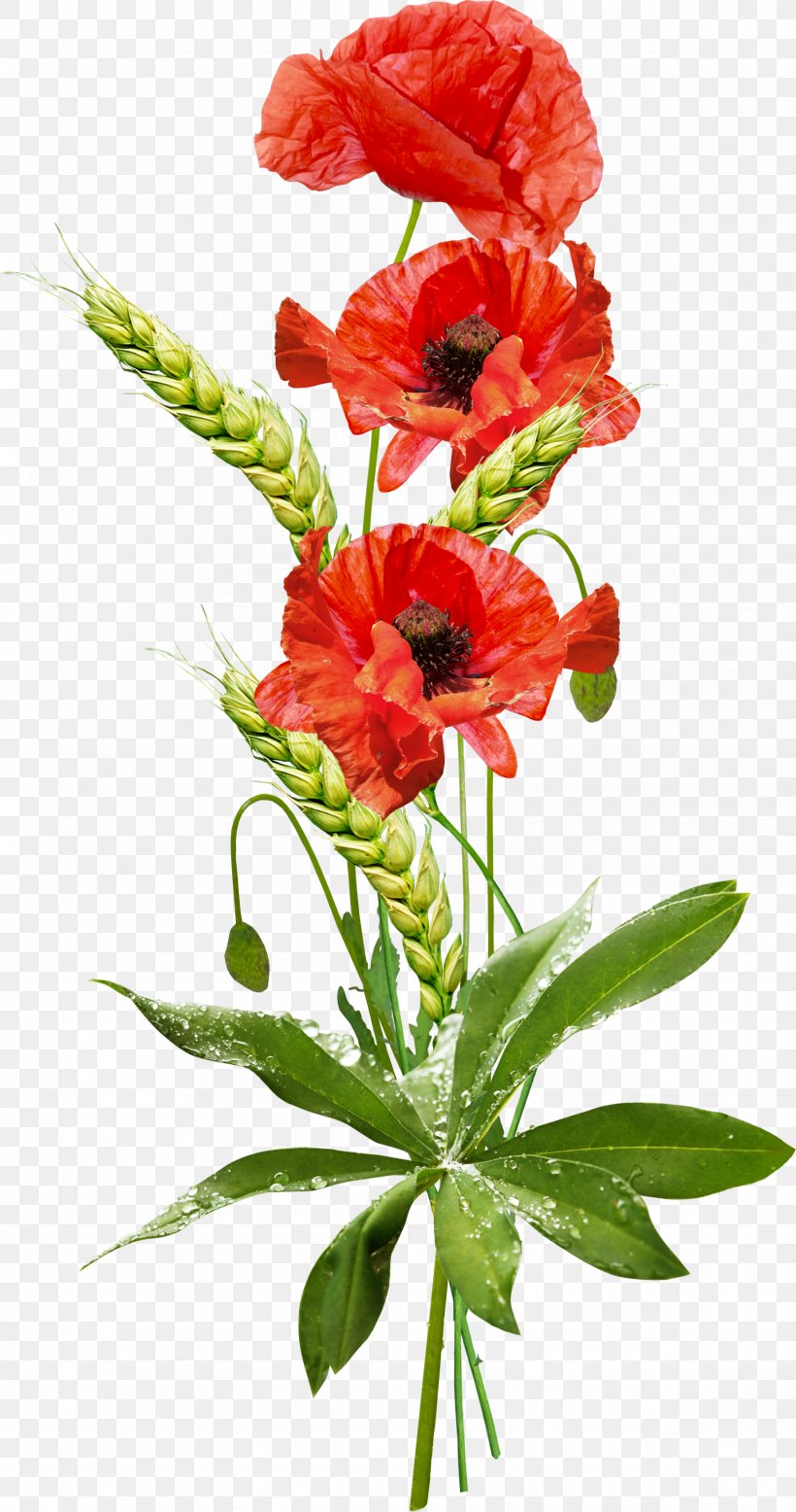 Clip Art Poppy Desktop Wallpaper Image, PNG, 1842x3497px, Poppy, Annual Plant, Carnation, Cut Flowers, Depositfiles Download Free