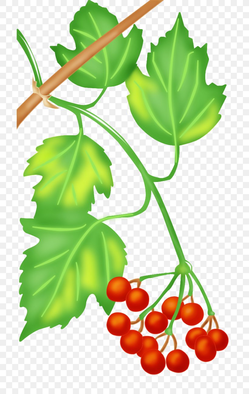 Grapevine Food Vegetable Fruit Leaf, PNG, 709x1299px, Grapevine, Aquifoliaceae, Branch, Family M Invest Doo, Flowering Plant Download Free