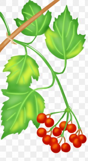 Viburnum Symbol - Grapevine Food Vegetable Fruit Leaf PNG