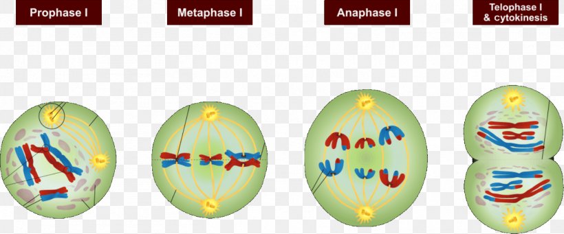 Meiosis Mitosis Prophase Cell Interphase, PNG, 1458x608px, Meiosis, Anaphase, Biology, Cell, Cell Cycle Download Free