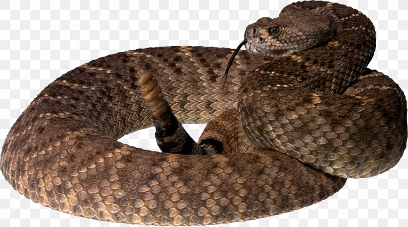 Snakes Reptile Rattlesnake Pit Viper, PNG, 2263x1262px, Snakes, Animal, Boa Constrictor, Boas, Cottonmouth Download Free
