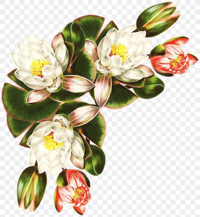 Botany Botanical Illustration Decoupage Painting Flower, PNG, 1857x2020px, Botany, Blossom, Botanical Illustration, Color, Decoupage Download Free