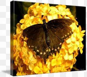 Glossy Butterflys - Monarch Butterfly Nymphalidae Nectar Milkweeds PNG