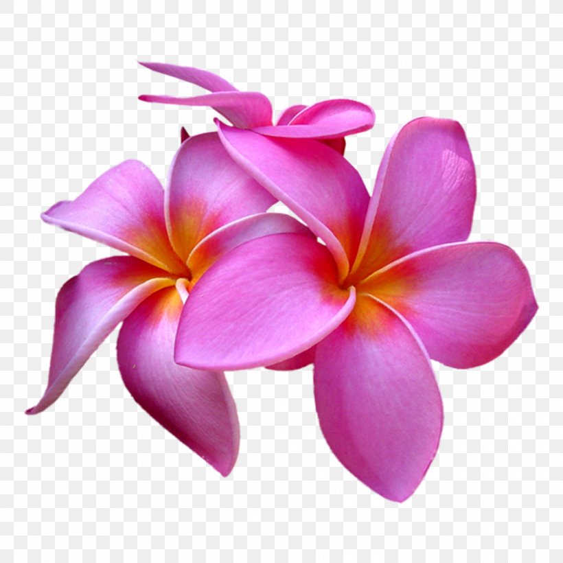 Clip Art Desktop Wallpaper Image Transparency, PNG, 1500x1500px, Flower, Cattleya, Flowering Plant, Frangipani, Image Resolution Download Free