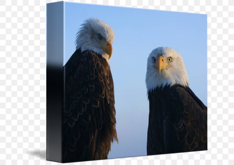 Bald Eagle Beak Feather, PNG, 650x579px, Bald Eagle, Accipitriformes, Beak, Bird, Bird Of Prey Download Free