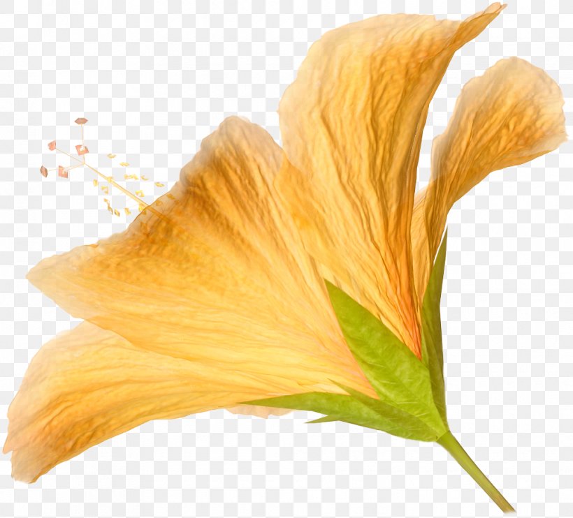 Flower Orange Hibiscus Clip Art, PNG, 1015x919px, Flower, Color, Hibiscus, Orange, Petal Download Free