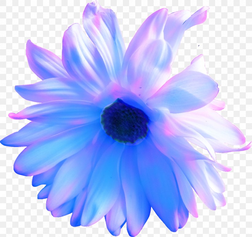 Flower Purple Blue Violet Petal, PNG, 1200x1128px, Flower, Blue, Cobalt Blue, Daisy Family, Electric Blue Download Free