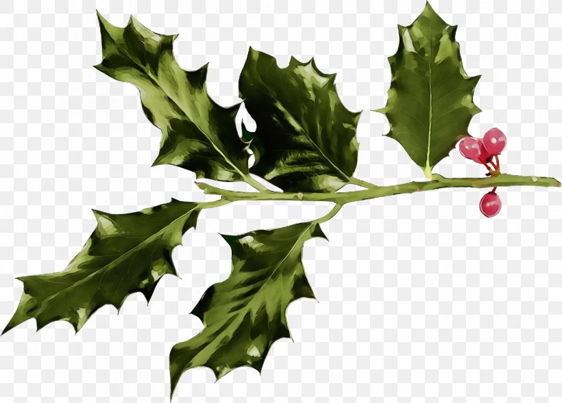 Holly, PNG, 1300x934px, Christmas Holly, American Holly, Black Maple, Black Oak, Christmas Download Free