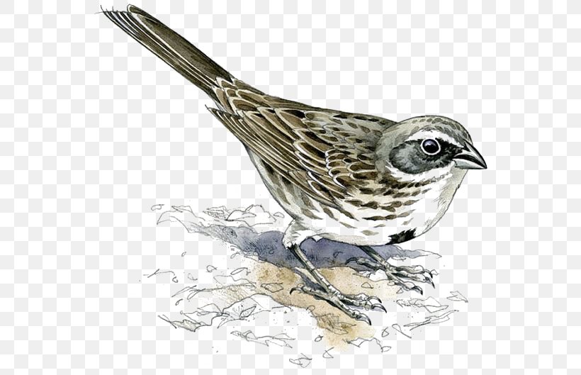 House Sparrow Bird Finch Eurasian Tree Sparrow, PNG, 564x529px, Sparrow, American Sparrows, Beak, Bird, Drawing Download Free