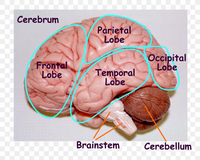 Human Brain Human Body Anatomy Model, PNG, 1000x800px, Watercolor, Cartoon, Flower, Frame, Heart Download Free