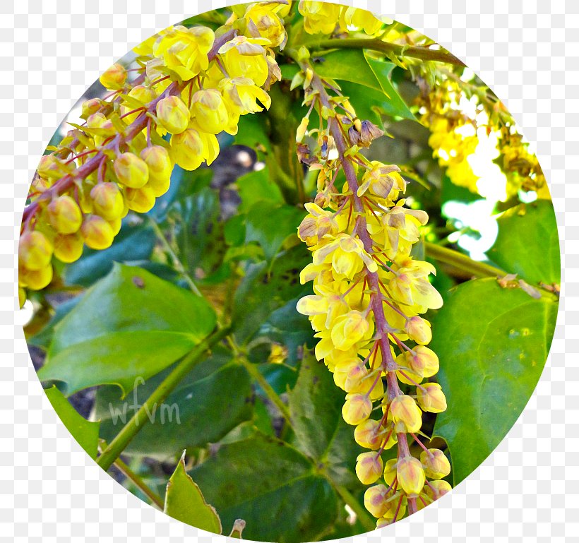 Mahonia, PNG, 769x769px, Mahonia, Barberry Family, Tree Download Free